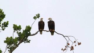 Greenfield Eagle Watch