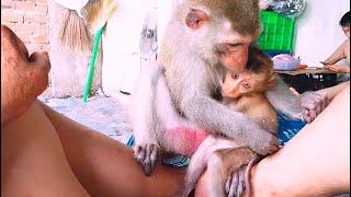 kiki monkey grooming and breastfeeding
