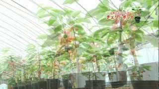 山形のさくらんぼ鉢植え　チェリーポット （観賞用・贈答用）