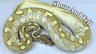 BALL PYTHONS - Show and Tell