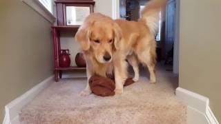 Golden Retriever: Oshie is just too cute!