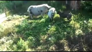 Бои животных  Питбуль против кабана  pit bull vs a wild boar