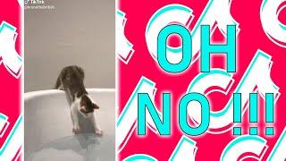  CATS Oh no Oh no no no TikTok COMPILATION | Gatos Fabulosos