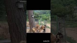 #shorts 주인이 넘버1 일때 ^^Korean Jindo Dog .