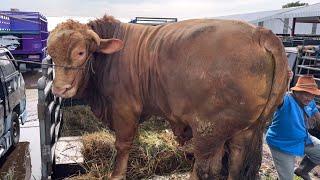 KUMPULAN SAPI RAKSASA LUCU TURUN DARI TRUK PASAR JELOK ‼️