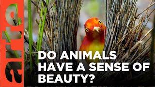 Do Animals Appreciate Beauty? | ARTE.tv Documentary