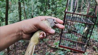 KAPAS TEMBAK PENGHUNI HUTAN SUMATRA UTARAPARUH BESAR MENANDAKAN VOLUME SUARA YANG KERAS Part4