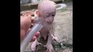 Newborn baby monkey Poor baby monkey P015