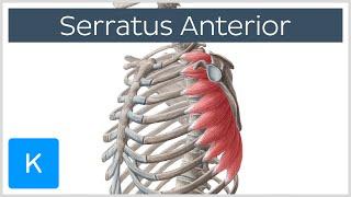 Serratus Anterior Muscle: Function, Origins - Human Anatomy | Kenhub