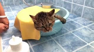 虎斑貓洗澡怕怕吹風機也怕怕，主人看了也沒辦法。The tabby cat is afraid of taking a bath and hair dryer. Owner can't help it.