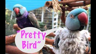 Indian ringneck parrots talking like humans | animal sounds | pdsnonprofit