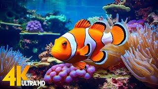 Aquarium 4K VIDEO (ULTRA HD)  Beautiful Coral Reef Fish - Relaxing Sleep Meditation Music #13