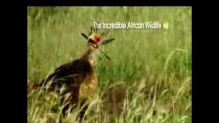 Viasat Nature Eastern Europe - The Incredible African Wildlife - promo
