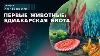 Первые животные: эдиакарская биота