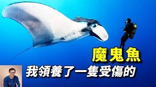 我領養了一隻被鯊魚咬傷的魔鬼魚，名字叫「巨人喬治」。保護蝠鲼，人人有責！【老肉雜談】#動物 #海洋生物 #魚 #fish #manta ray