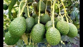 A 3 year-old Hass avocado bears over 200 fruits.