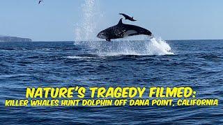 Nature's Tragedy Filmed: Killer Whales Hunt Dolphin off Dana Point, California