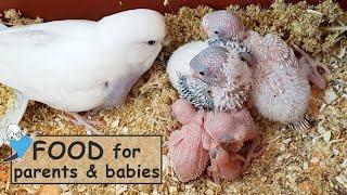 Food for budgies after hatching eggs  | Guide