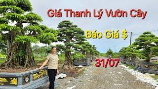 Giá Thanh Lý vườn cây Cảnh - Báo giá công khai từng cây các bác tham khảo / RẺ BẤT NGỜ LUÔN Ạ