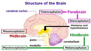 The Structure and Physiology of the Human Brain