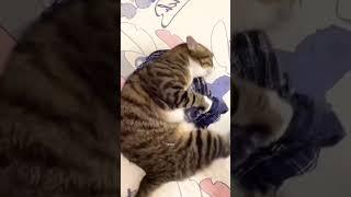 #cats #catsoftiktok #catslovers #catsvideo #catstory #fyp #virel #cutecats2k25