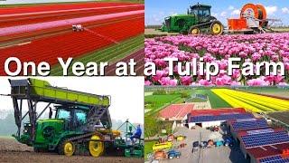 One Year at a Tulip Farm | Planting to Harvest | Dogterom Flowerbulbs | Colors of the Netherlands