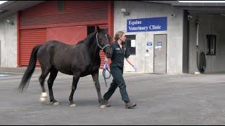 A day in the life with Massey University Equine Veterinary Technician Fiona Huse