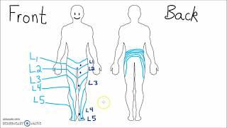 Anatomy - Dermatomes of the Lower Extremity