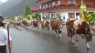 Austria - Achensee-Maurach, Cows returning from Mountains