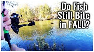 Can You Still Catch Fish From Shore In NOVEMBER? (Fall Fishing)