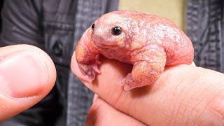 Pink Creature from Down Under! (Rare Turtle Frog)