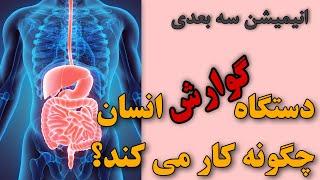 دستگاه گوارش انسان چگونه کار می کند؟