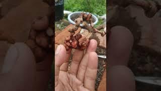 Bahan bonsai ileng ileng shito unik