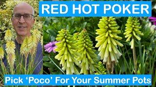 RED HOT POKER – Pick Kniphofia ‘Poco’ For Your Summer Pots – how to grow and care for Kniphofia