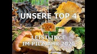 Unsere Top 4 - Leistlinge im Pilzjahr 2020 | Trompetenpfifferling, Herbsttrompete, Samtpfifferling..