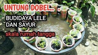 #budikdamber #budidayalele BUDIDAYA LELE DAN KANGKUNG SKALA RUMAH TANGGA