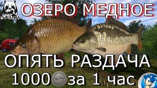ОЗЕРО МЕДНОЕ1000 СЕРЫ ЗА ЧАСРусская Рыбалка 4(РР4)