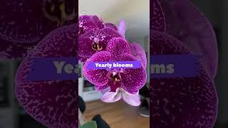 I love orchids, why I buy orchids versus bouquets