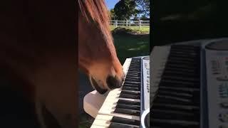 Horse playing piano inadvertently as a great music