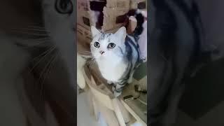 抖音上的可爱猫咪视频 | ​Funny Cat video of tik tok #2