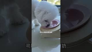 下集 狗狗出来乱尿怎么办？散养的狗狗如何教定点大小便#比熊#幼犬训练#定点大小便#萌宠出道计划