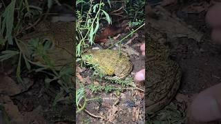 Catch frogs funny try to don't laugh #frog #animals #funny #funnyfrog #wildlife #fun #funnyvideos