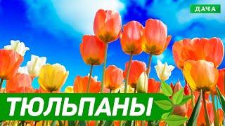 Добрый сад №4 - Тюльпаны | Как ускорить появление цветов с помощью благоприятный условий для луковиц