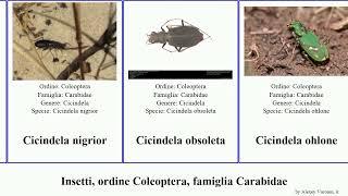 Insetti, ordine Coleoptera, famiglia Carabidae bembidion cicindela lebia cylindera mecodema anthia