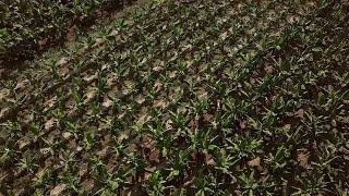 Agricultural Land Stock Video