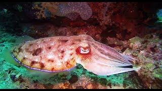 Amazing cuttlefish up close. Brilliant colours.