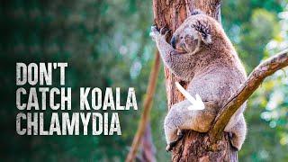 How To Survive A Koala Attack