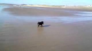 xena running round snoopy on aberavon beach