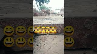 Lalit thakur 651