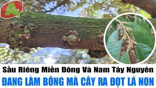 Sầu Riêng Miền Đông Và Nam Tây Nguyên | Đang Làm Bông Mà Cây Ra Đọt Lá Non